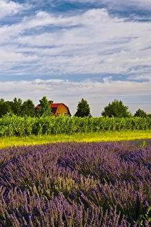 Images Dated 14th August 2011: USA, Washington, Walla Walla. Lavender fields border the vineyards of a Maurice Cellars