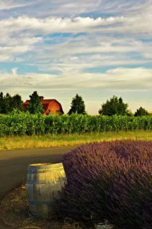 Lavender Prints: USA, Washington, Walla Walla. Lavender fields border the vineyards of a Maurice Cellars