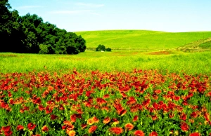 Wine Country Prints: USA