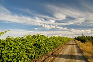 Images Dated 14th August 2011: USA, Washington, Walla Walla. A road next to the vineyards of Walla Walla Vintners