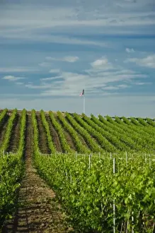 Images Dated 9th June 2009: USA, Washington, Walla Walla. Rows of wine grapes ripen in the Walla Walla sun