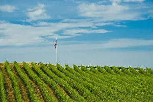 Images Dated 9th June 2009: USA, Washington, Walla Walla. Rows of wine grapes ripen in the Walla Walla sun