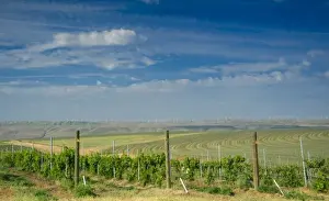Images Dated 9th June 2009: USA, Washington, Walla Walla. Rows of wine grapes ripen in the Walla Walla sun