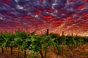USA, Washington, Walla Walla, vineyard