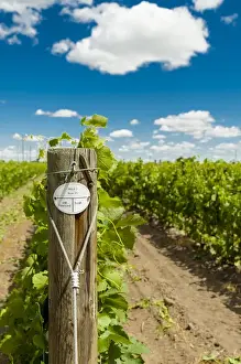 Images Dated 20th June 2014: USA, Washington, Walla Walla. SJR Vineyard in the region known as The Rocks