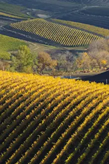 Images Dated 10th November 2014: USA, Washington, Walla Walla. Spring Valley and Precept Vineyards