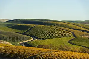 Images Dated 10th November 2014: USA, Washington, Walla Walla. Spring Valley and Precept Vineyards