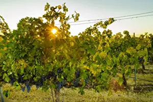 USA, Washington, Walla Walla. Sun burst in the Blue Mountain vineyard