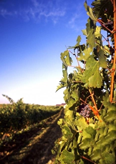 Vino Prints: USA, Washington, Walla Walla, vineyard