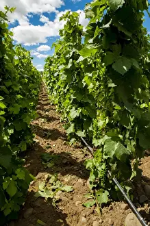 Images Dated 20th June 2014: USA, Washington, Walla Walla. Vineyard region known as The Rocks