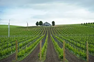 Images Dated 7th June 2009: USA, Washington, Walla Walla. Vineyard in Walla Walla