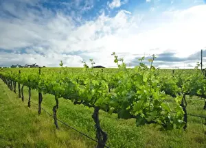 USA, Washington, Walla Walla. Vineyard in Walla Walla