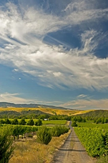 Images Dated 14th August 2011: USA, Washington, Walla Walla. The vineyards of Walla Walla Vintners
