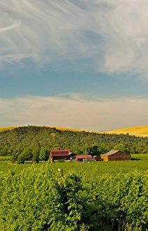 Images Dated 14th August 2011: USA, Washington, Walla Walla. The vineyards of Walla Walla Vintners