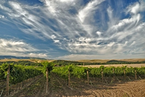 Images Dated 14th August 2011: USA, Washington, Walla Walla. The vineyards of Walla Walla Vintners