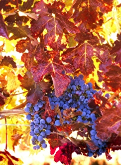 Images Dated 3rd September 2009: USA, Washington, Walla Walla, wine grapes