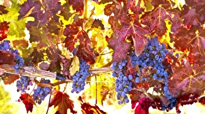 Vino Prints: USA, Washington, Walla Walla, wine grapes