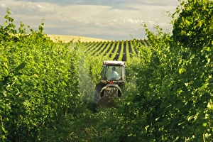 Images Dated 14th August 2011: USA, Washington, Walla Walla. A wine worker sprays a vineyard in Walla Walla