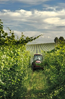 Images Dated 14th August 2011: USA, Washington, Walla Walla. A wine worker sprays a vineyard in Walla Walla