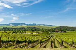 Images Dated 19th June 2014: USA, Washington, Walla Walla. Yellowbird Vineyard in Walla Walla