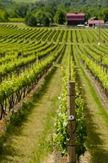 Images Dated 19th June 2014: USA, Washington, Walla Walla. Yellowbird Vineyard and Walla Walla Vintners
