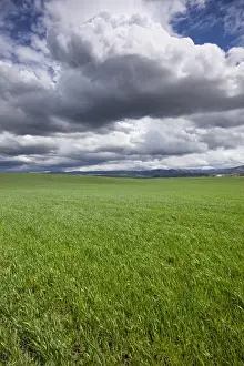 Wallula Prints: USA, Washington, Wallula, Clouds above spring wheat field on spring afternoon