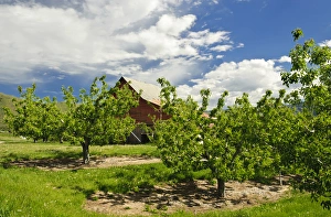 Wenatchee Prints: USA, Washington, Wenatchee. Barn in spring in a Wenatchee orchard in Central Washington
