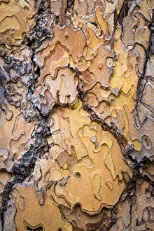 Images Dated 25th May 2015: USA, Washington, Wenatchee National Forest