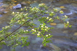 Images Dated 5th June 2015: USA, Washington, Wenatchee National Forest. Red osier dogwood over Teanaway River