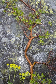 Images Dated 25th May 2015: USA, Washington, Wenatchee National Forest. Manzanita growing on boulder. Credit as