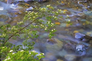 Images Dated 5th June 2015: USA, Washington, Wenatchee National Forest. Red osier dogwood over Teanaway River