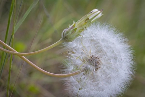 Images Dated 26th May 2015: USA, Washington, Wenatchee National Forest. Close-up of salsify seed head. Credit as