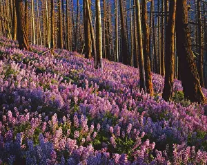 USA, Washington, Wenatchee National Forest, Lupine