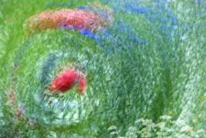 USA, Washington, Whidbey Island. Montage of flowers and greenery