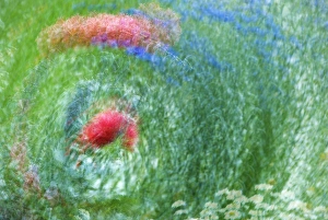 Images Dated 2nd August 2007: USA, Washington, Whidbey Island. Montage of flowers and greenery