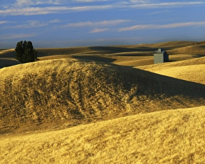 USA, Washington, Whitman County, Palouse, Wheat fields