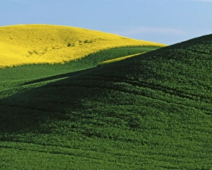 USA, Washington, Whitman County, Canola and Wheat fields