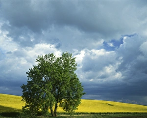 USA, Washington, Whitman County, Black Cottonwood and Canola Field