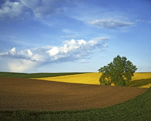USA, Washington, Whitman County, Cottonwood and Palouse Fields