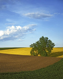 USA, Washington, Whitman County, Cottonwood and Palouse Fields