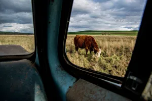 Palouse Prints: USA: Washington, Whitman County, The Palouse, Lacrosse, Pioneer Stock Farm, cows