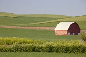 Images Dated 11th June 2009: USA, Washington, Whitman County, The Palouse, Red barn in green field, along Endicott