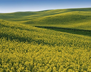 USA, Washington, Whitman County, Fields of Canola