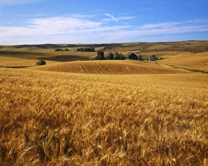 Charles Gurche Prints: USA, Washington, Whitman County, Wheat fields