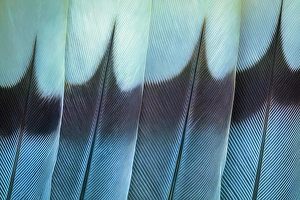 Images Dated 30th September 2023: USA, Washington. Wing feathers of mourning dove