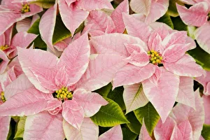 Images Dated 20th December 2009: USA, Washington, Woodinville, Molbaks Nursery, Poinsettia Festival