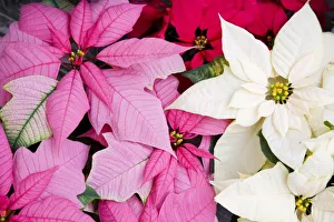 Woodinville Prints: USA, Washington, Woodinville, Molbaks Nursery, Poinsettia Festival