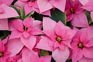 Images Dated 20th December 2009: USA, Washington, Woodinville, Molbaks Nursery, Poinsettia Festival