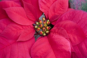 USA, Washington, Woodinville, Molbaks Nursery, Poinsettia Festival