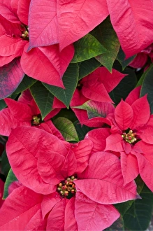 USA, Washington, Woodinville, Molbaks Nursery, Poinsettia Festival